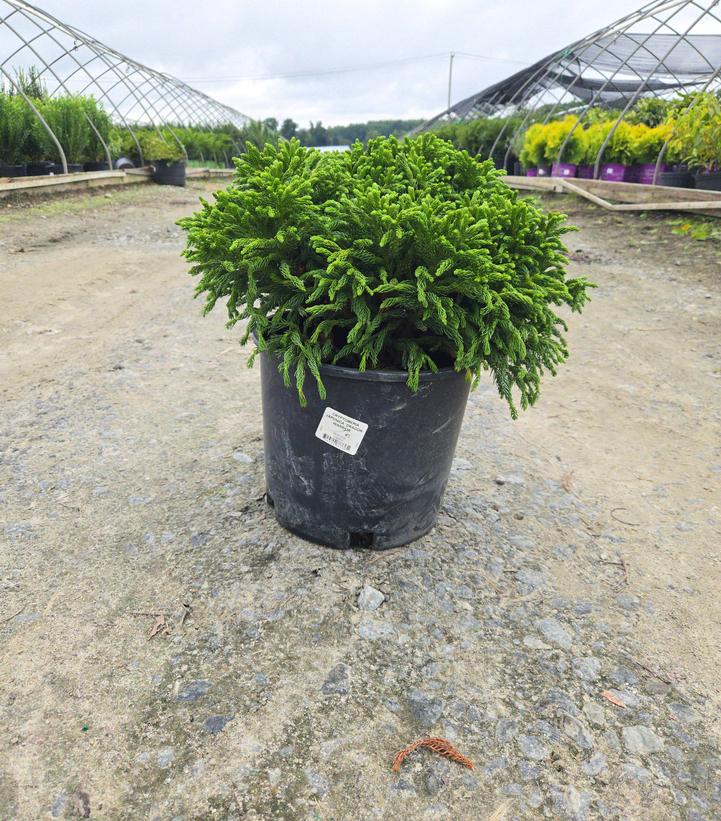 CRYPTOMERIA JAPONICA `DRAGON WARRIOR`-Japanese Cedar; Sugi