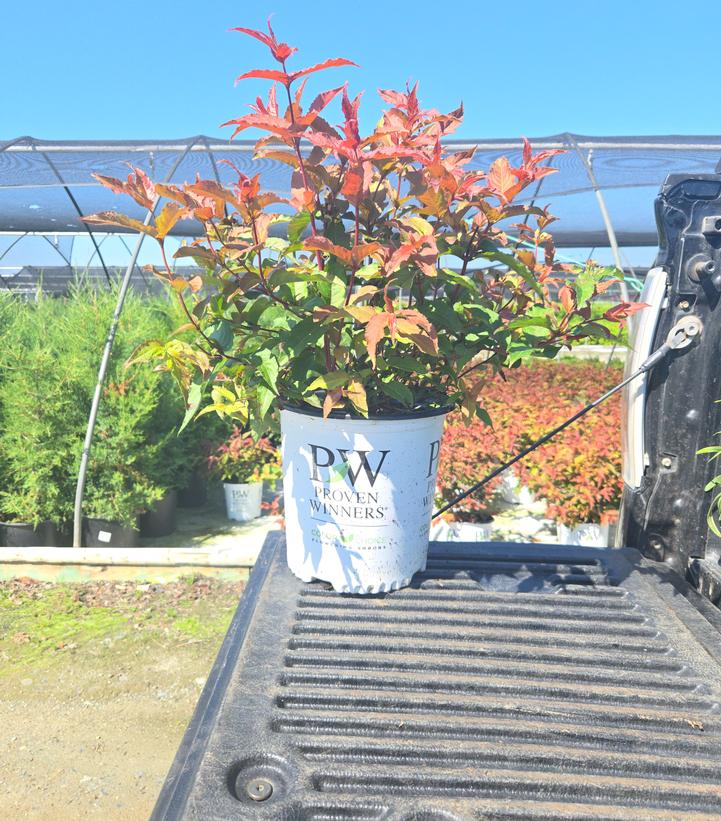 DIERVILLA RIVULARIS `KODIAK RED 2.0`-bush honeysuckle