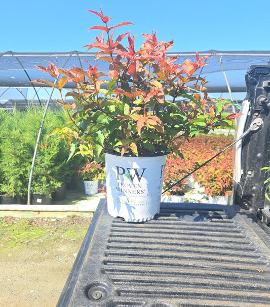 DIERVILLA RIVULARIS `KODIAK RED 2.0`-bush honeysuckle