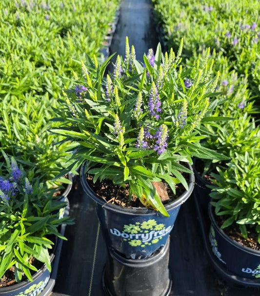 VERONICA LONGIFOLIA `BABY BLUES`-Speedwell