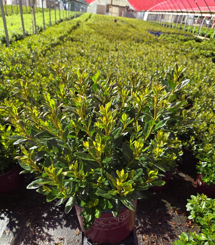 AZALEA ENCORE `AUTUMN VELVET`-Azalea
