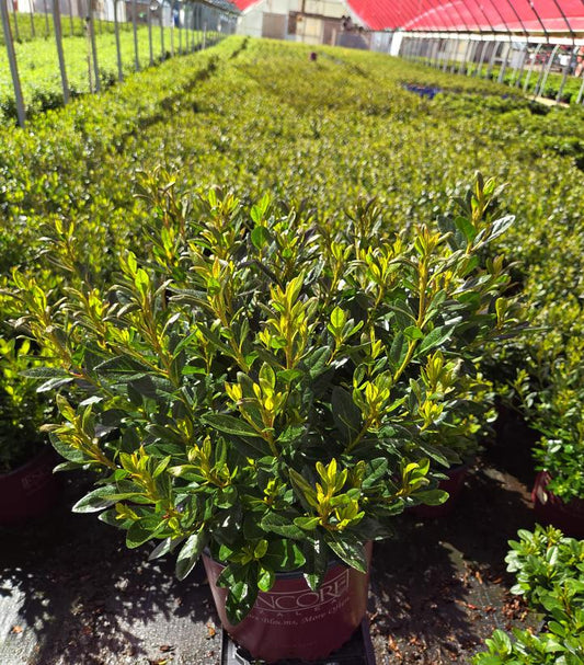 AZALEA ENCORE `AUTUMN VELVET`-Azalea
