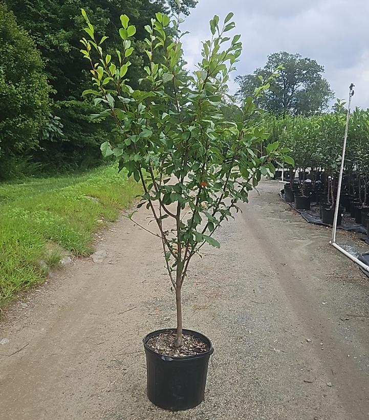 PRUNUS `SUPERIOR` PLUM`-Plum