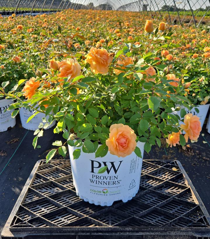 ROSA REMINISCENT® GINGER-Rose