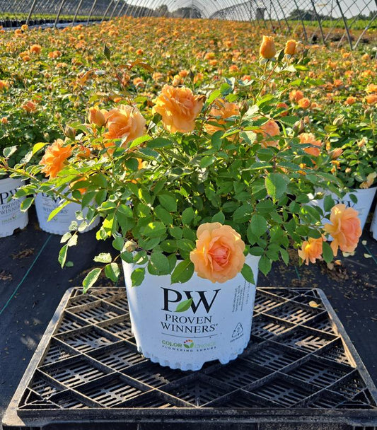 ROSA REMINISCENT® GINGER-Rose