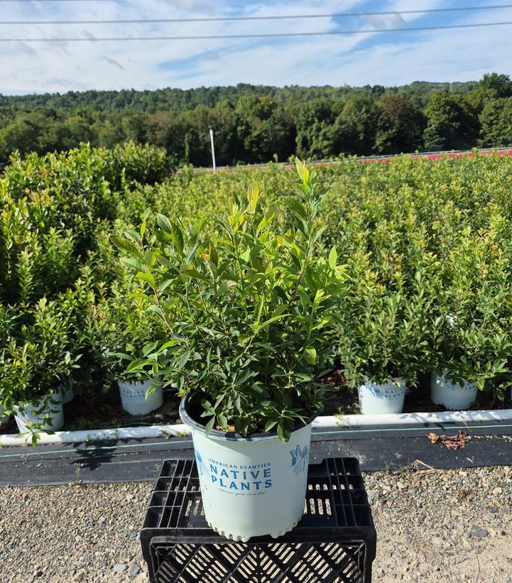VACCINIUM STAMINEUM `SEEING STARS`-Blueberry