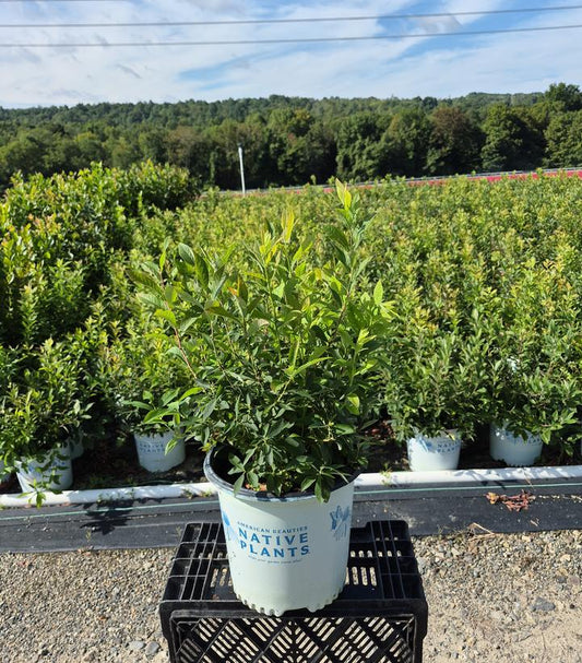 VACCINIUM STAMINEUM `SEEING STARS`-Deerberry