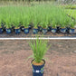 MOLINIA `MIST IN MOTION`-Moor Grass