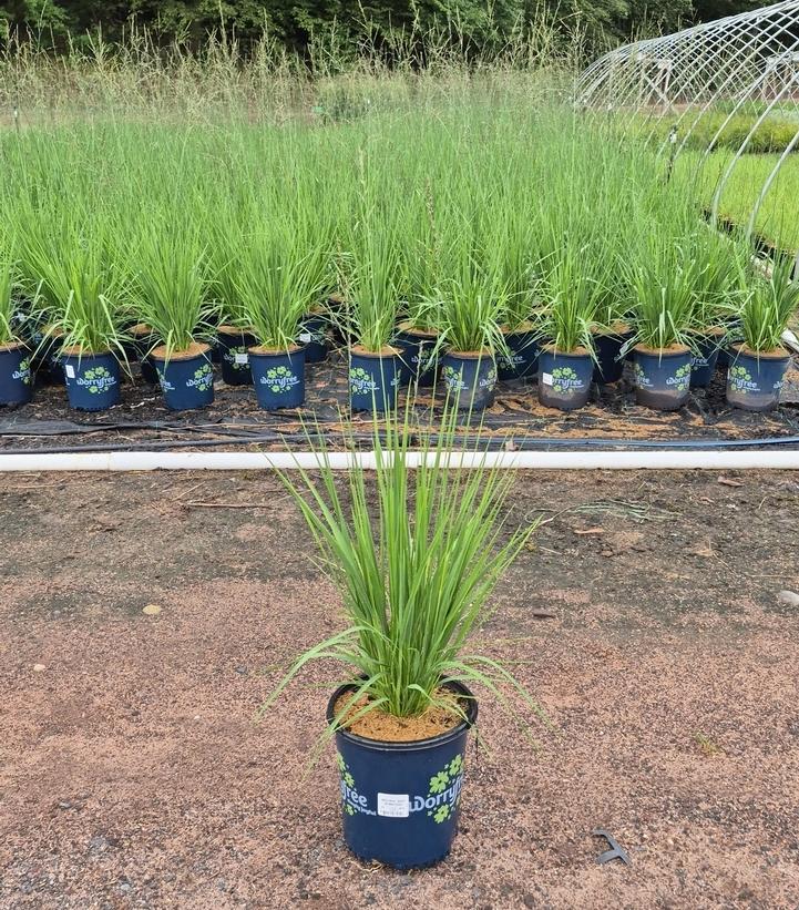MOLINIA `MIST IN MOTION`-Moor Grass