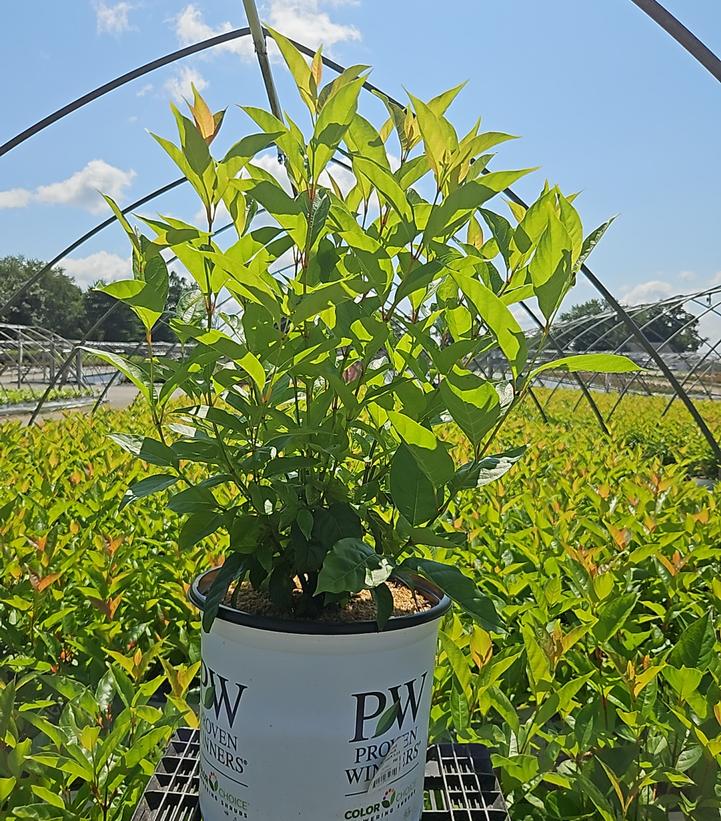 CEPHALANTHUS OCCIDENTALIS `SUGAR SHACK`® 2.0-Buttonbush