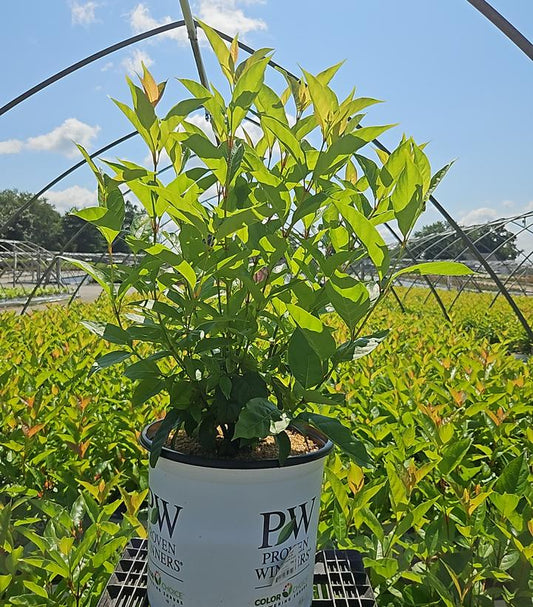 CEPHALANTHUS OCCIDENTALIS `SUGAR SHACK`® 2.0-Buttonbush