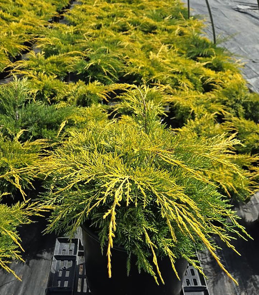 JUNIPERUS CHINENSIS `GOLD LACE`-Juniper
