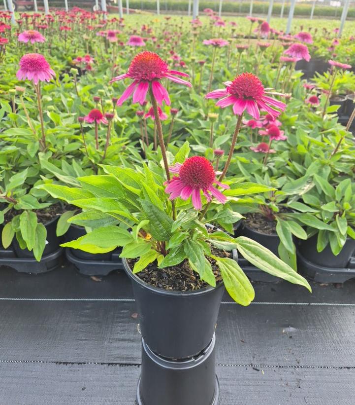 ECHINACEA SUNMAGIC® DOUBLE HOT PINK-Coneflower