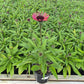 ECHINACEA SUNMAGIC® VINTAGE ELECTRIC ORANGE-Coneflower