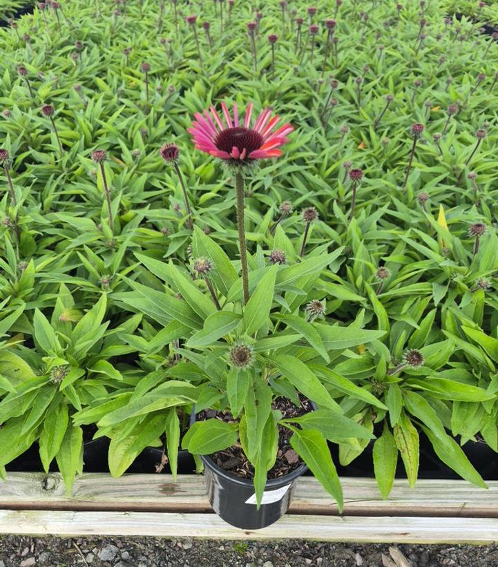 ECHINACEA SUNMAGIC® VINTAGE ELECTRIC ORANGE-Coneflower