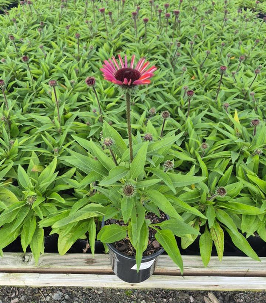 ECHINACEA SUNMAGIC® VINTAGE ELECTRIC ORANGE-Coneflower