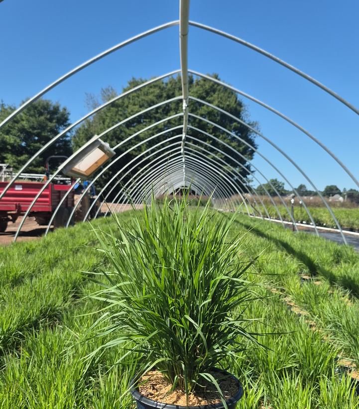 PANICUM DREAM CATCHER® CHERRY BOMB™-Switchgrass