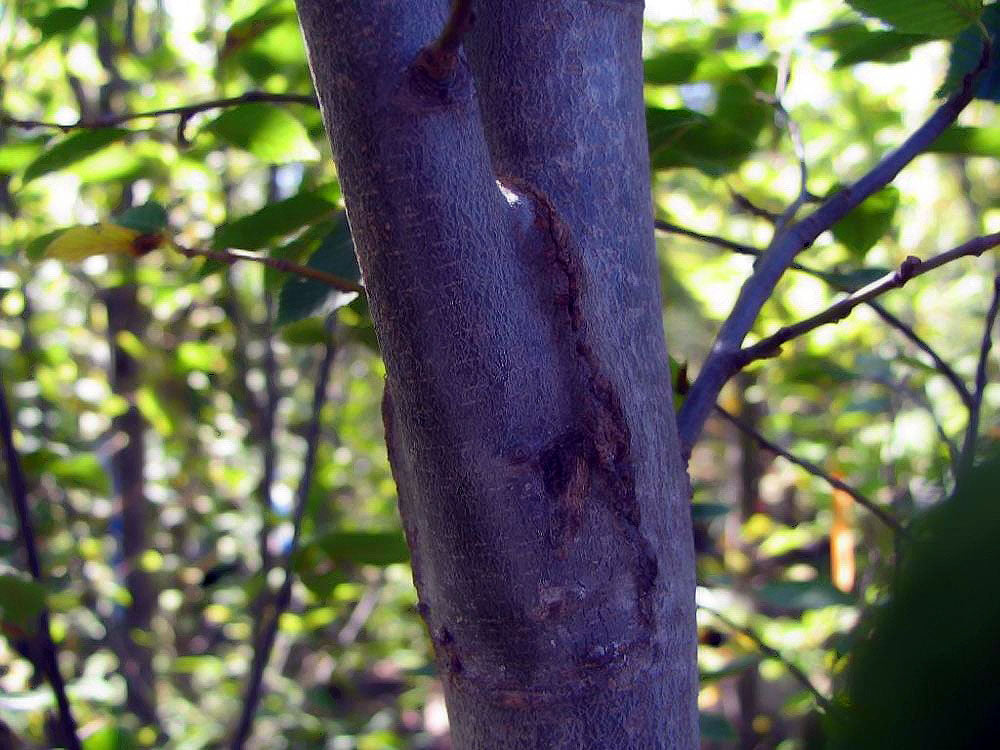 CARPINUS bet. Fastigiata-European hornbeam