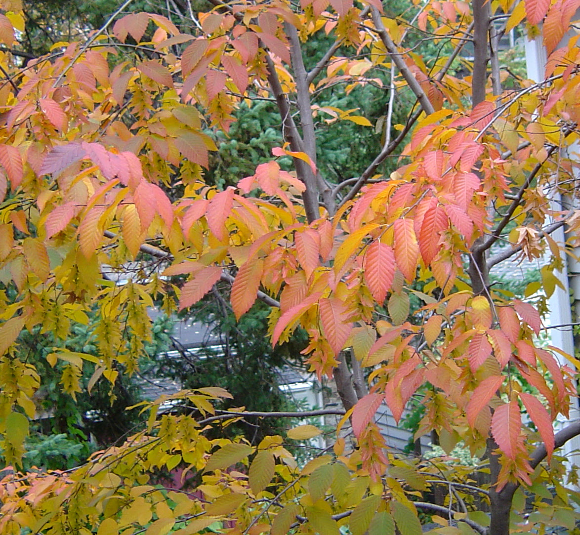 CARPINUS CAROLINIANA `WISCONSON RED`-Hornbeam