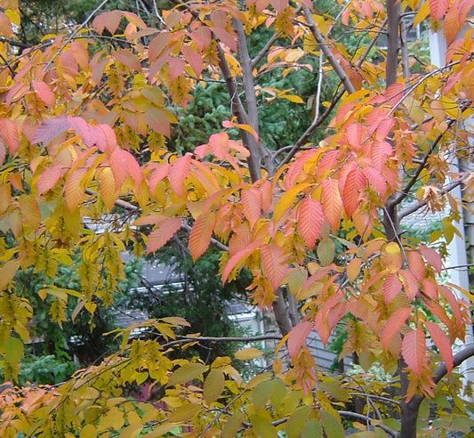 CARPINUS CAROLINIANA `WISCONSON RED`-American Hornbeam