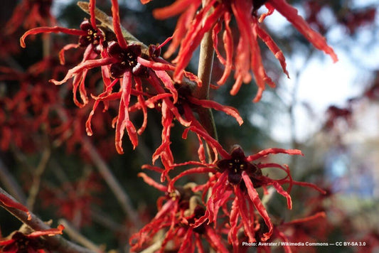 HAMAMELIS. X inter. Diane-Hybrid witch hazel