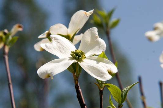 CORNUS fl. Cherokee Princess-Flowering dogwood