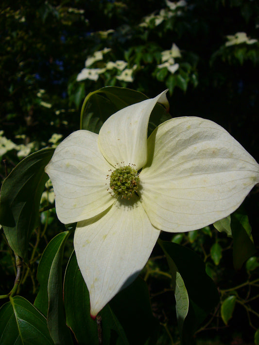 CORNUS kousa var. chinensis'-Kousa dogwood