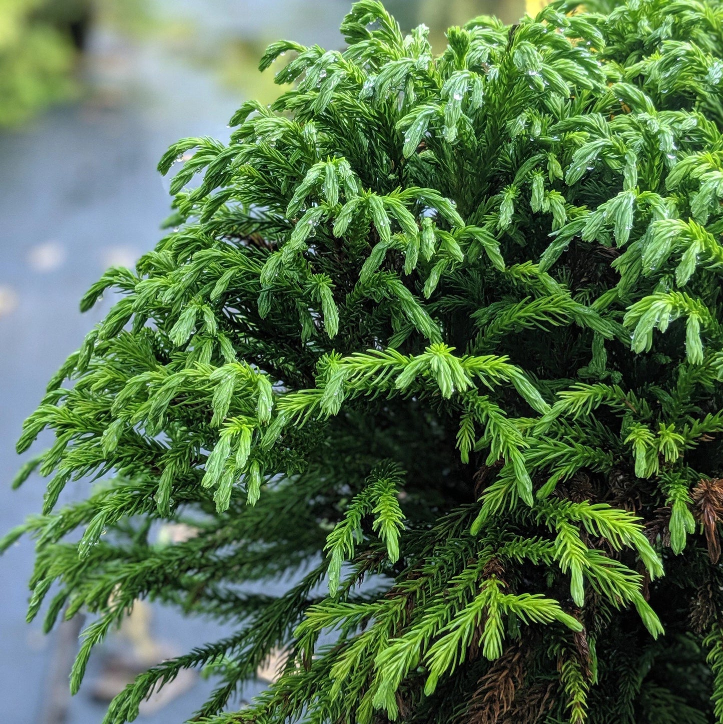 Cryptomeria. jap. Globosa Nana-Japanese cedar