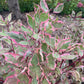 CORNUS ALBA `SGT. PEPPER`