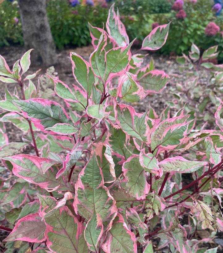 CORNUS ALBA `SGT. PEPPER`