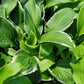 HOSTA `SO SWEET`