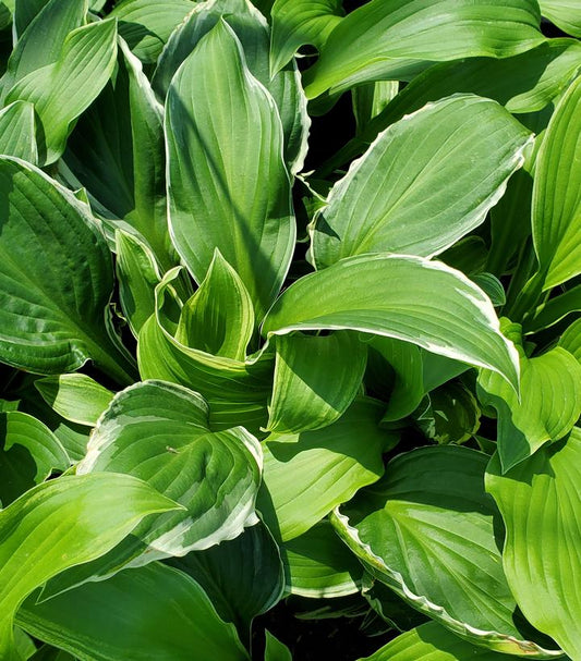 HOSTA `SO SWEET`