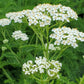 ACHILLEA MILLEFOLIUM