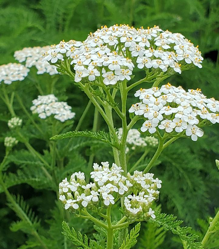 ACHILLEA MILLEFOLIUM