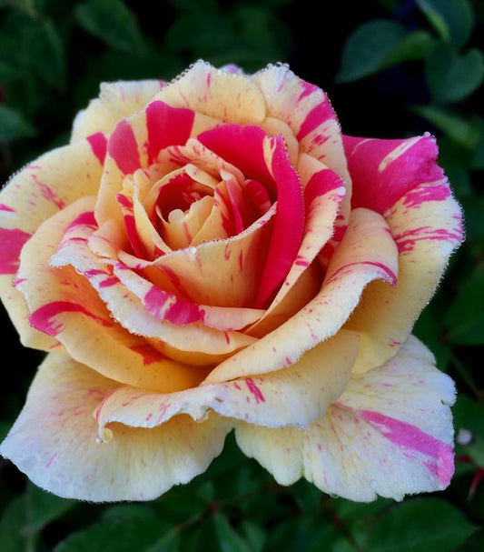 ROSA `TRUE DELIGHT` CL