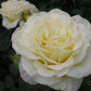 ROSA `TRUE KINDNESS`