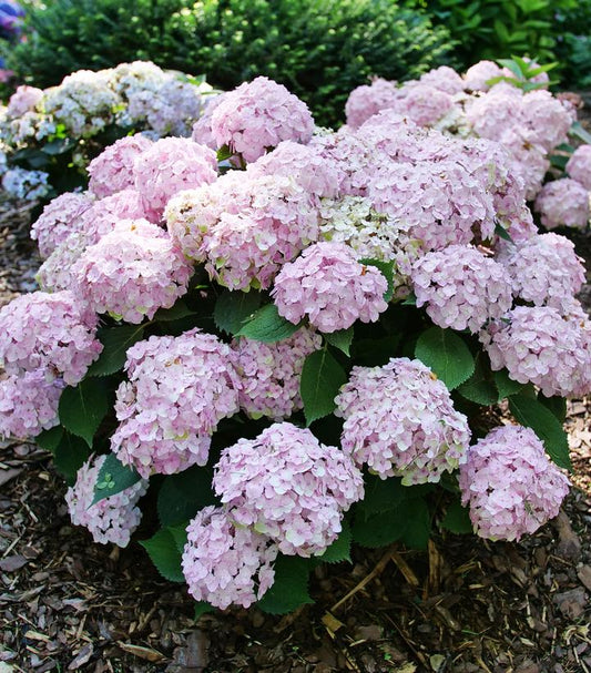 HYDRANGEA M `WEE BIT INNOCENT`