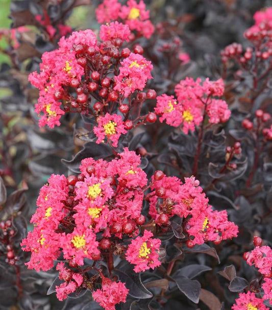 LAGERSTROEMIA INDICA CENTER STAGE `PINK`