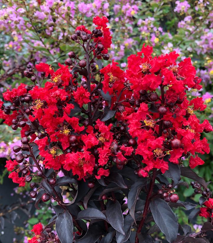 LAGERSTROEMIA INDICA CENTER STAGE `RED`