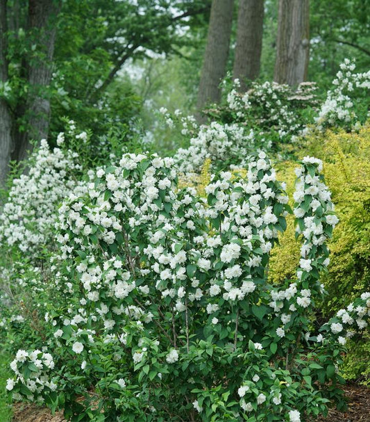 PHILADELPHUS ILLUMINATI `SPICE`