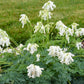 DICENTRA `WHITE DIAMONDS`
