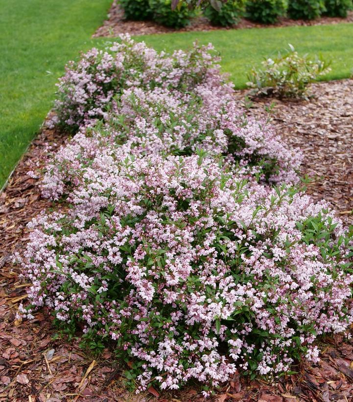 DEUTZIA `YUKI KABUKI`