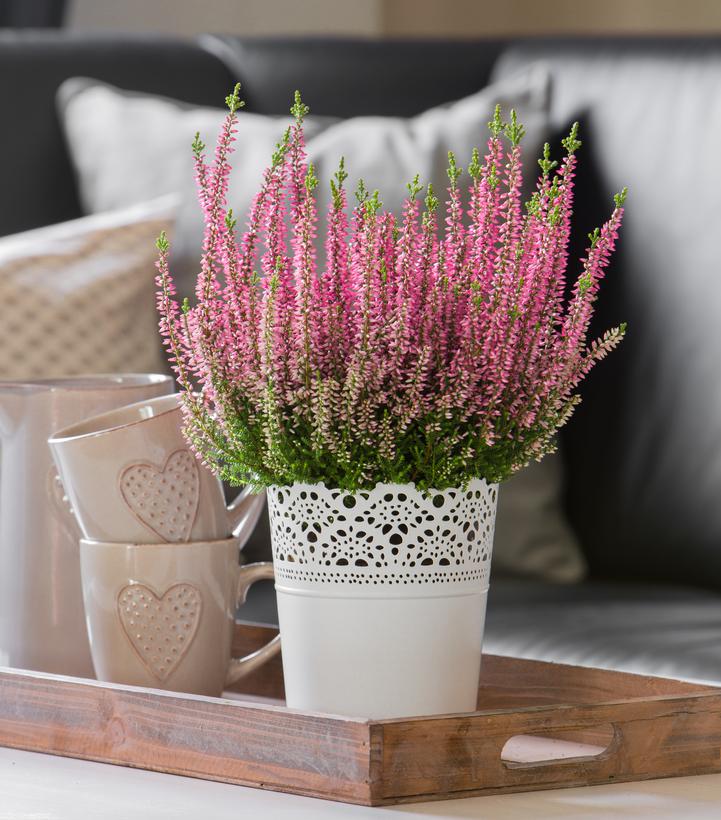 CALLUNA VULGARIS BEAUTY LADIES `MAGDA` (PINK)