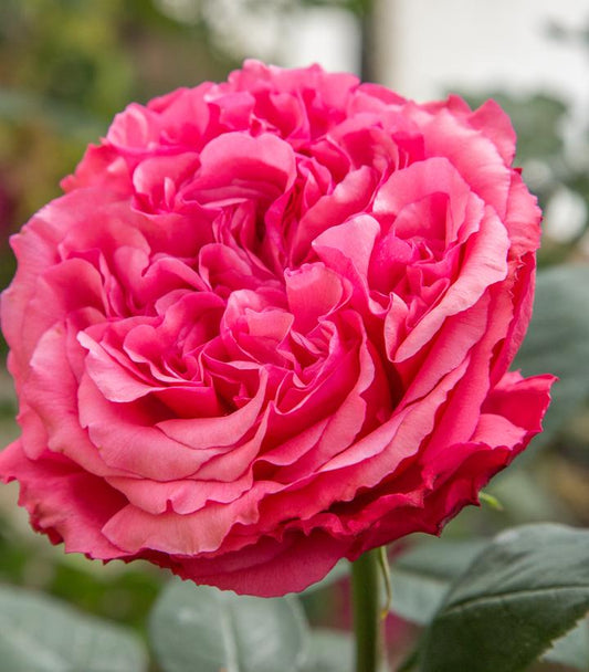 ROSA `LOVES ME LOVES ME NOT`