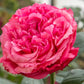 ROSA `LOVES ME LOVES ME NOT`