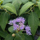 Hydrangea involucrata