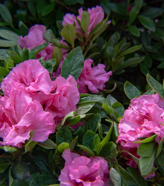 AZALEA EVER AFTER `PINK`