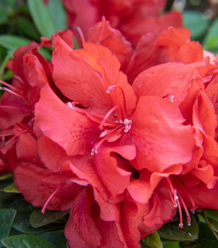 AZALEA EVER AFTER `RUBY`