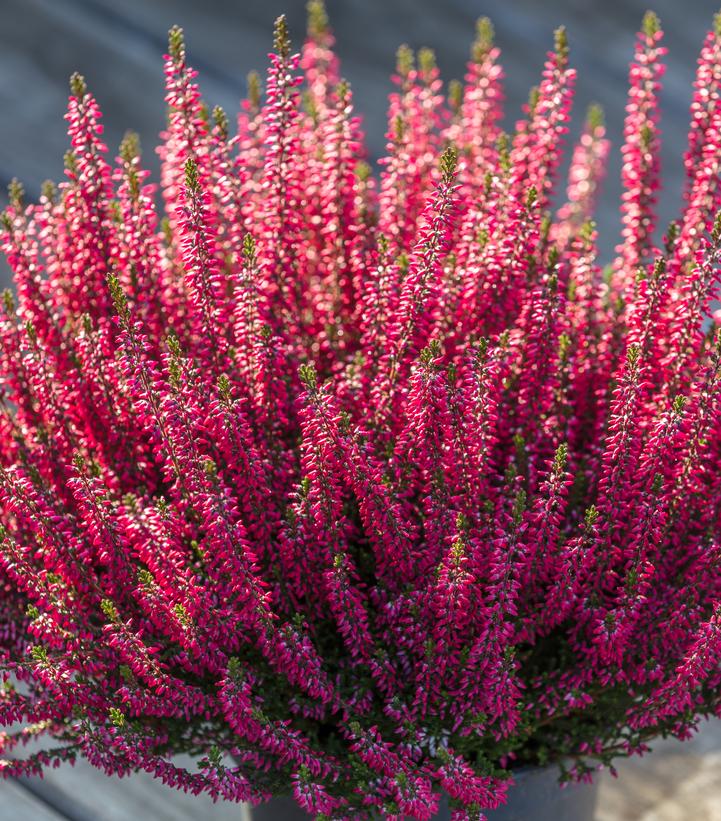 CALLUNA VULGARIS BEAUTY LADIES `SCARLET` (RED)