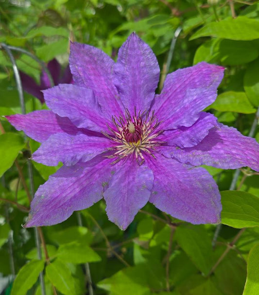CLEMATIS `TUMAINI`